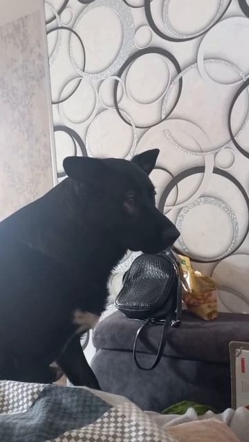 Собака просит кушать