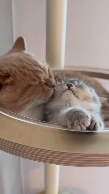 Автор: Gingerlatte