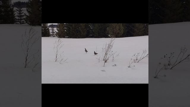 УР Киясовский район. Зима 2020