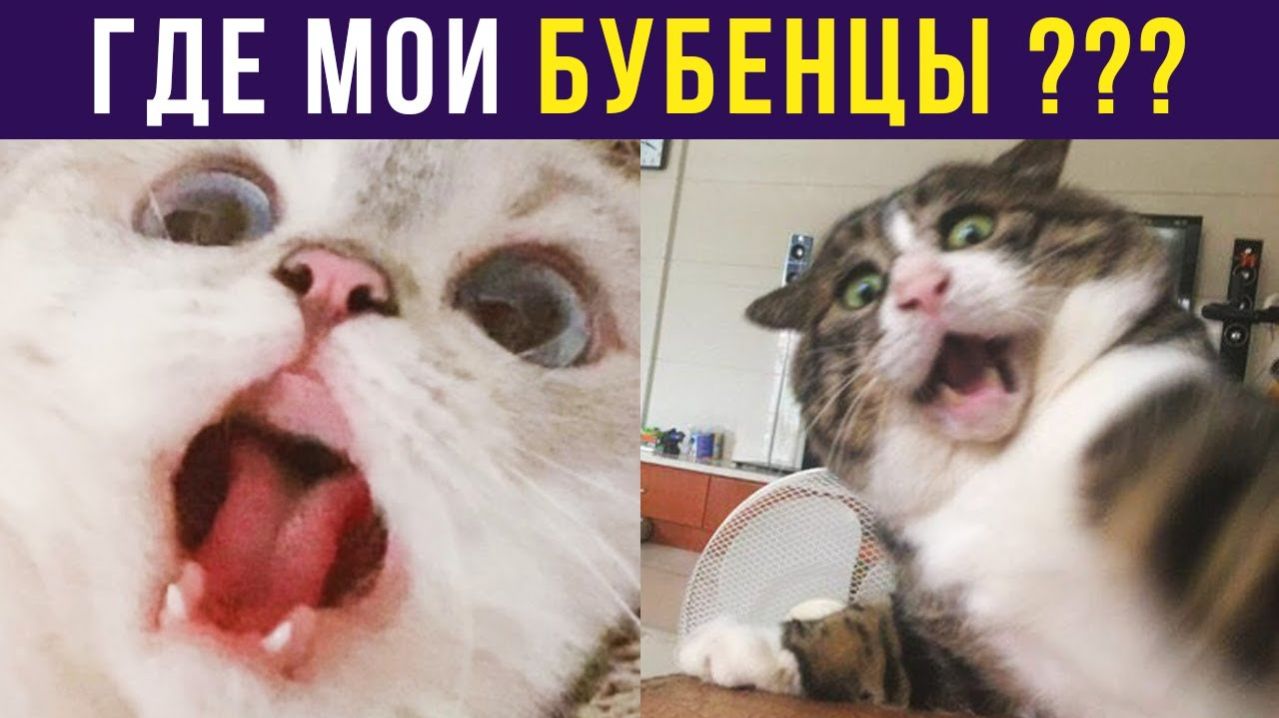 ГДЕ МОИ БУБЕНЦЫ??? Приколы с котами