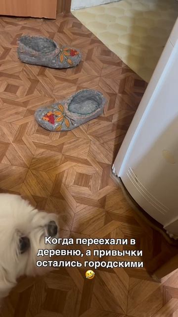 так и живём 