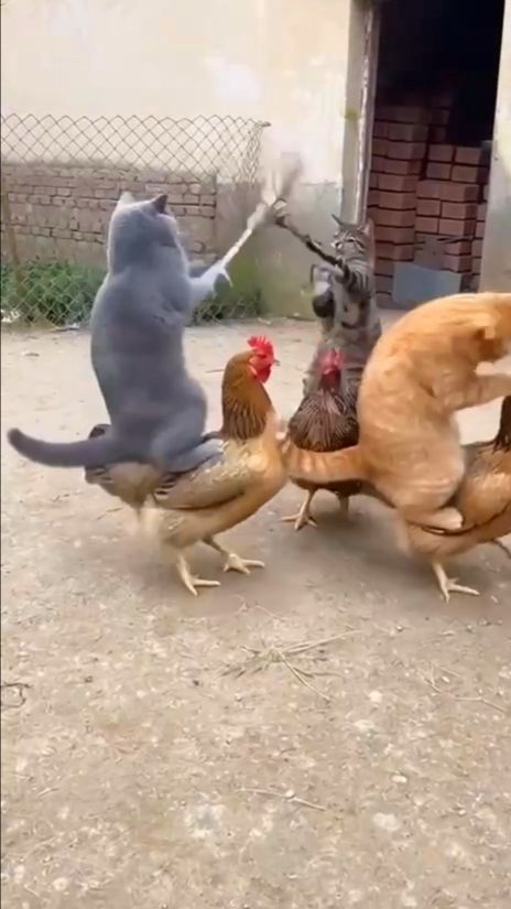 Бои на курицах - развлечение котов о котором мало кто знает