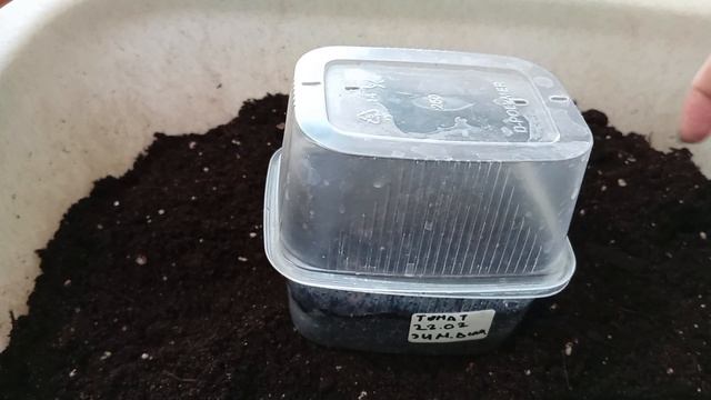 Как вырастить помидоры дома: на балконе или подоконнике. Балконное чудо - простая инструкция