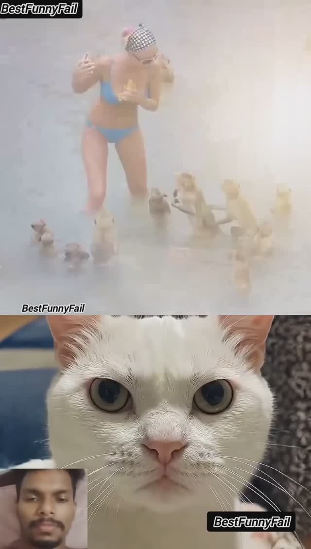 Cat Meme Shorts