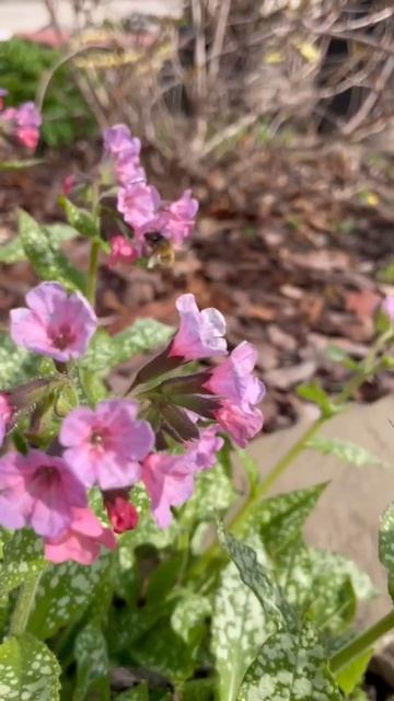 Весна в моем саду 2026