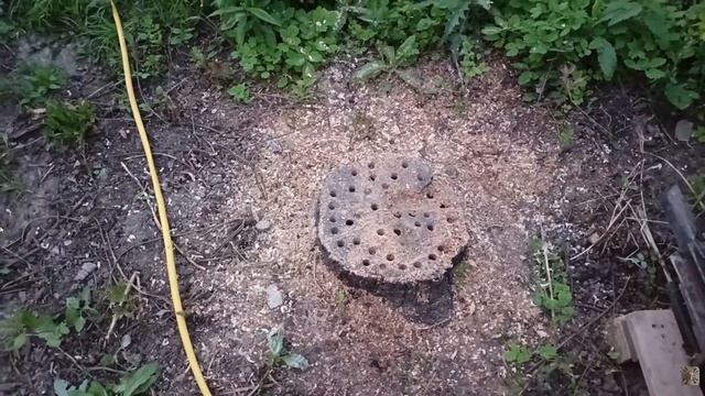 Правда или МИФ про пень и селитру