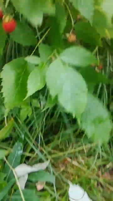 малина душистая малинка малина душистая малинка