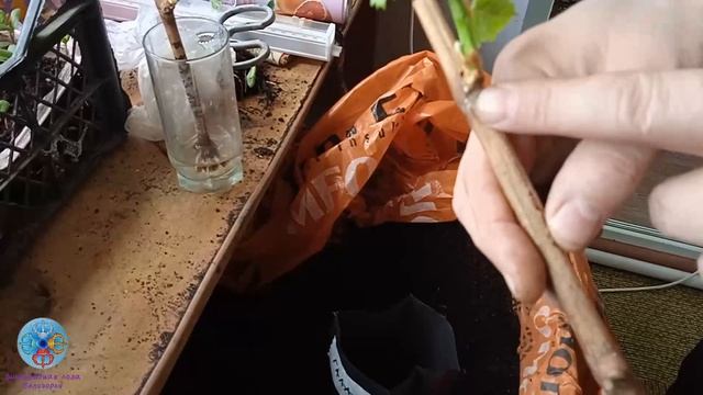 Выпуск 10. Апрель 2026. Пересадка черенка во временную ёмкость.