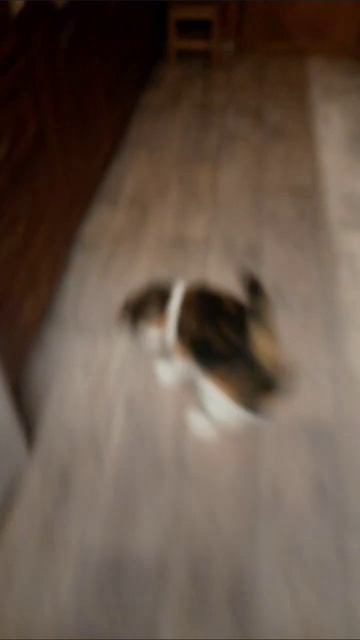 Кошка Даша Львица! 