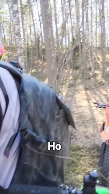 Порвалась цепь в лесу 