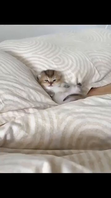 Клип Meowtaverse