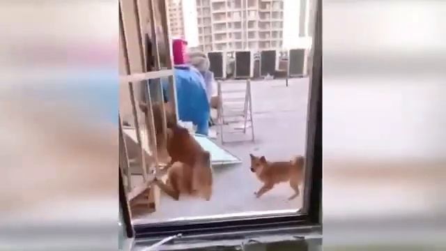 СМЕШНЫЕ МОМЕНТЫ С КОТЯТАМИ