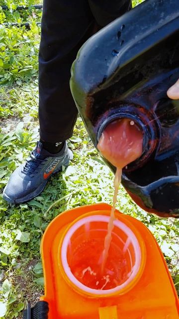 Персики Дагестан