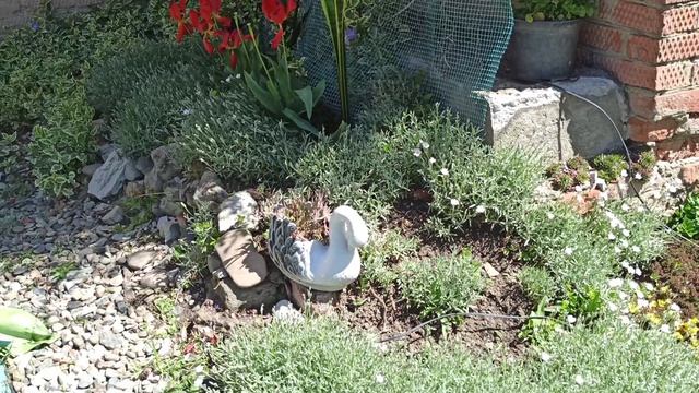 Немного о комнатных цветах.