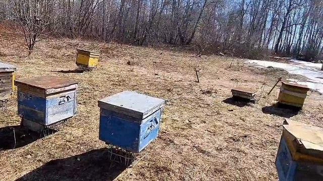 25 апреля на лесной пасеке