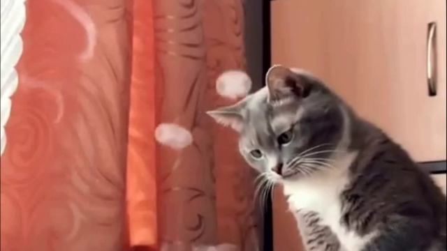 Заставка для видео Любопытный кот  544