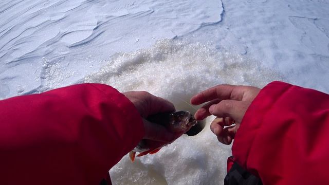 Вот это рыбалка!!!Клевало как заговорённая Моя любимая мормышка с брюликом спасла всю рыбалка