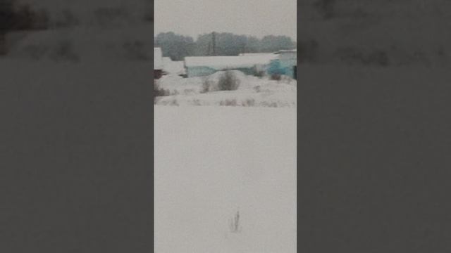 едим с в ласом