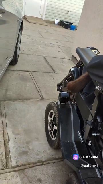 Прокатить любимого котика весенним солнечным днем