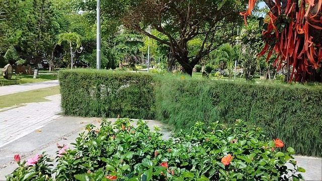 Цветы в парке!Вечное лето!