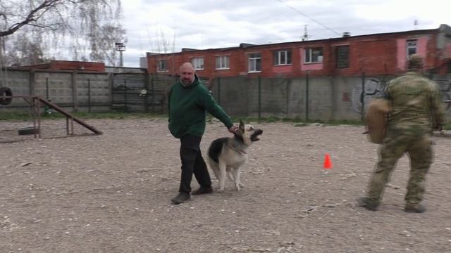 ПРК Бойкая Стая Шерстяной Зевс Громовержец