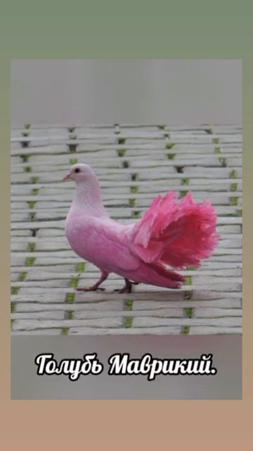 VID_20260425_180231_738.mp4