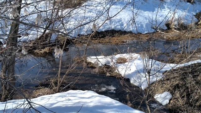 Ручей в поле