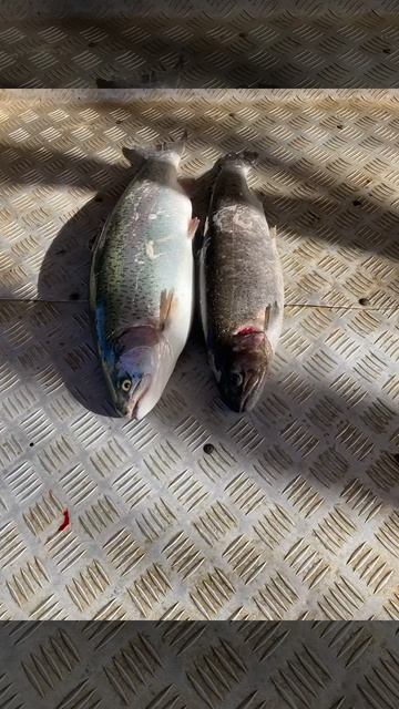 уловы рыбаков в Рыбин Гуде