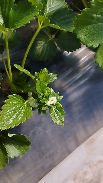 Клубника результат позднего досаживания на М100 Моллинг Столетие