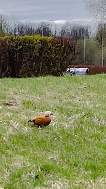 ОГАРЬ  красная утка 