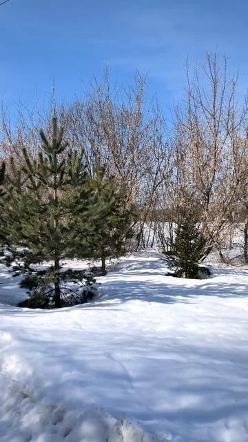 Хвойники в марте