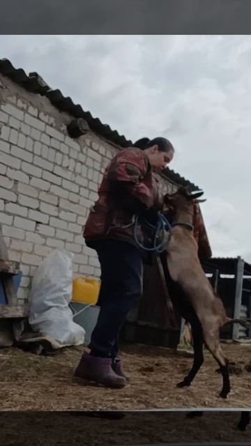 Спасаю козу от вздутия