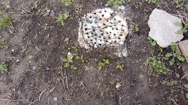 Миф развенчан  Пень не сгнил от Селитры