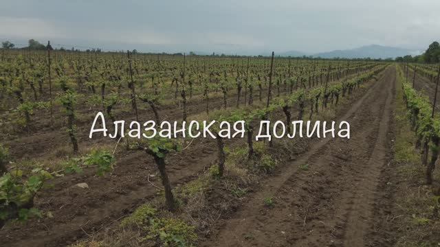 Алазанская долина еленамалинина