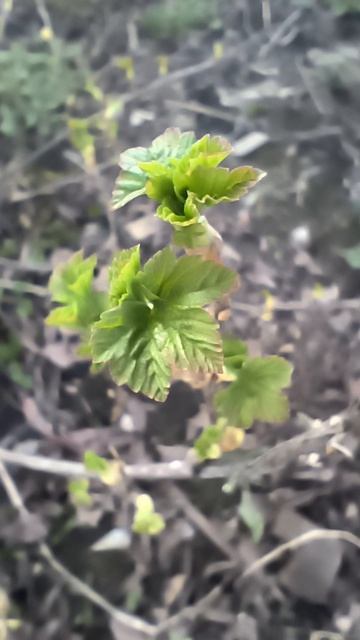 Смородина. Макросъемка