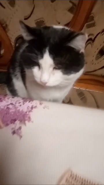 Барсик влюбился в кошку Дашу 