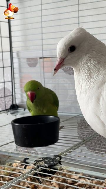 Зеленый попугай и белый голубь 27