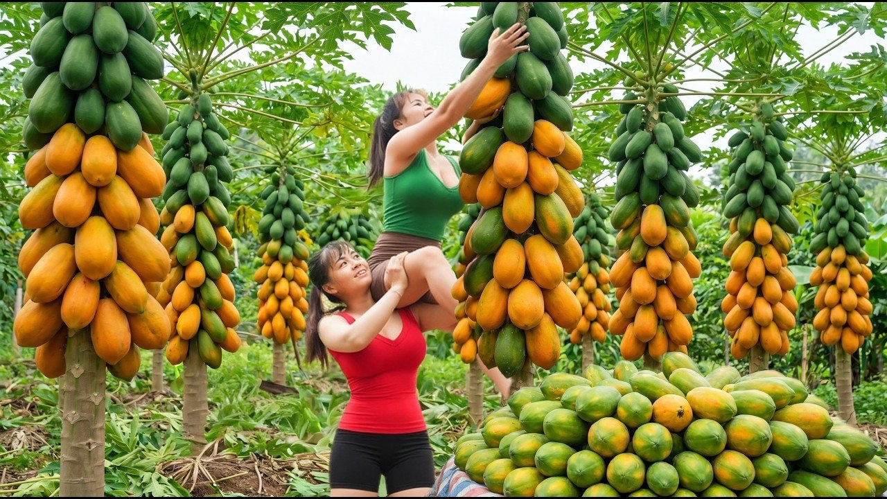 Собираю папайю фиолетовую кукурузу и огурцы которые везу на рынок продавать. Фунг. Вьетнам