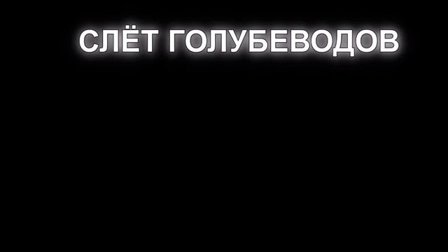 Очередной слёт голубеводов.