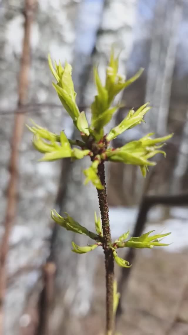 Пробуждение природы!
