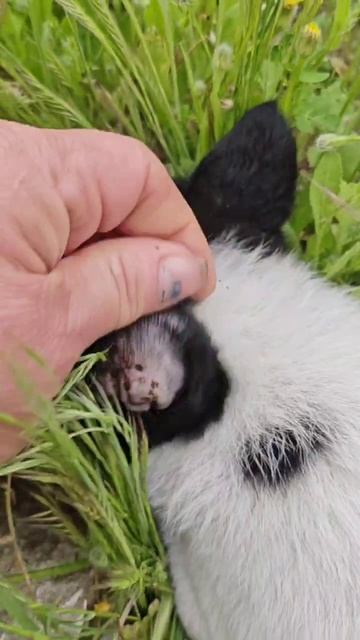 Все клещи отвалились от щенков