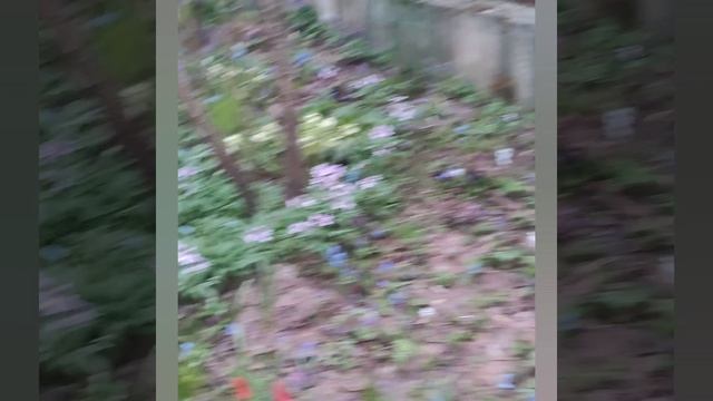 Райский сад в центре Москвы на Соколе