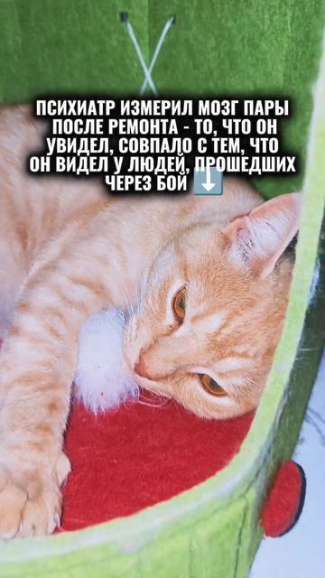 ПСИХИАТР ИЗМЕРИЛ МОЗГ ПАРЫ ПОСЛЕ РЕМОНТА - ТО, ЧТО ОН УВИДЕЛ, СОВПАЛО С ТЕМ, ЧТО ОН ВИДЕЛ У ЛЮДЕЙ