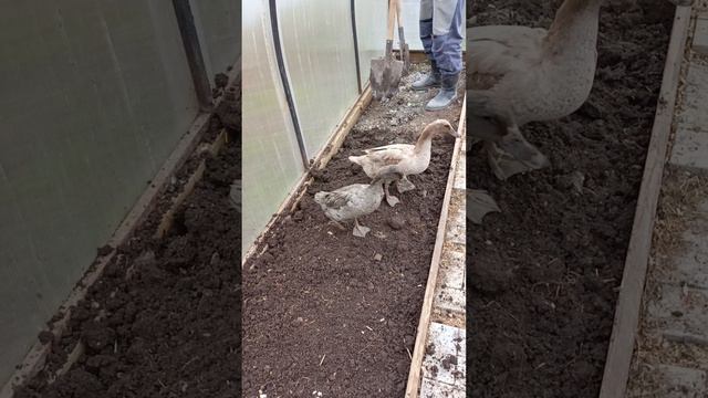 Славно поработали в саду 🏡Птичка на прогулке в выгуле🪿🦆Переселили Утю🦆Пересадили лимонник🌿