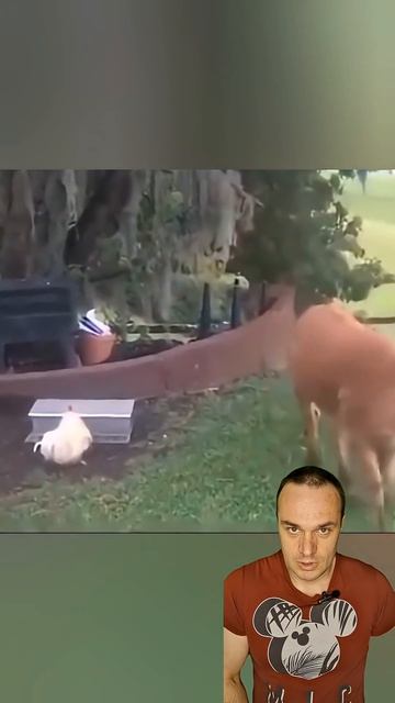 Очень умный петух 