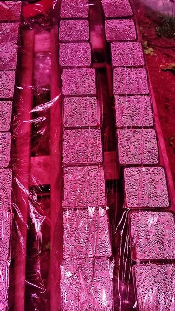 Тыквенная беспечность