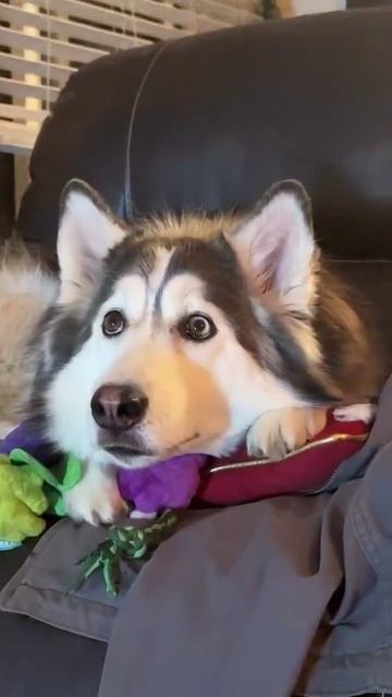 Когда собака в 2026 посмотрела Гринж юмор