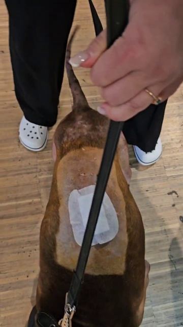 Рубин  Шереметьевский приют  собаки в лом