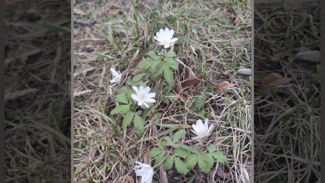 Первые подснежники