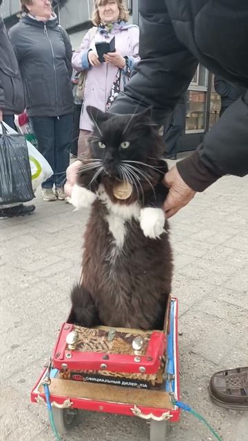 Кот Вася ждет автобус